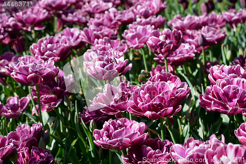 Image of Blooming tulips flowerbed in Keukenhof flower garden, Netherland