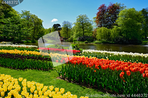 Image of Blooming tulips flowerbed in Keukenhof flower garden, Netherland