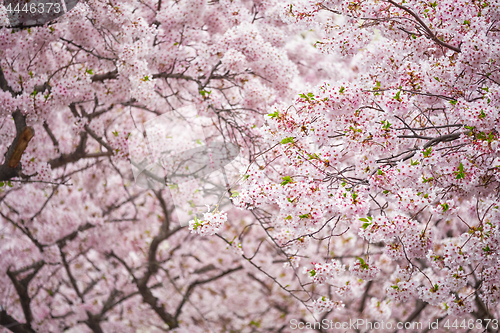 Image of Blooming sakura cherry blossom