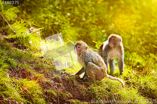 Image of Rhesus macaques in forest