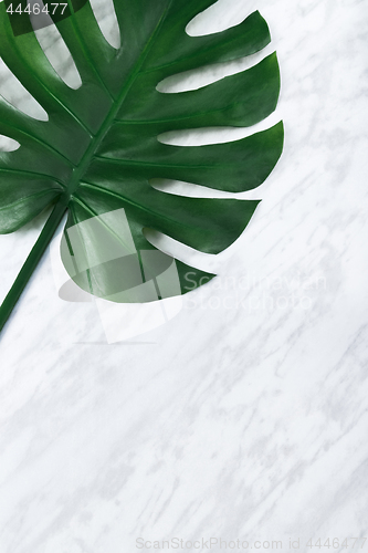 Image of Dark green Monstera leaf on marble background