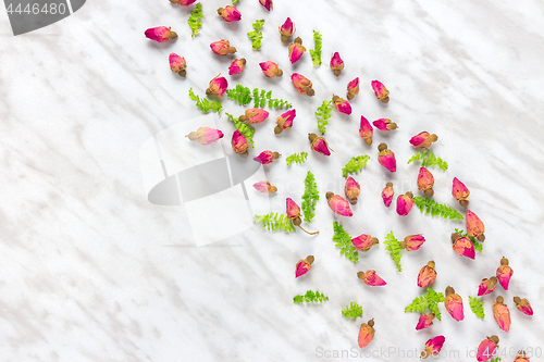 Image of Dried roses and green leaves on marble background