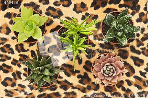 Image of Potted succulent plants on leopard background