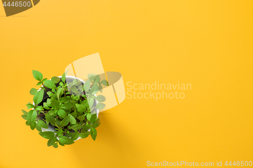 Image of Basil in a white pot on yellow background