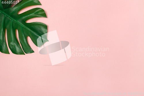 Image of Monstera palm leaf on pale pink background