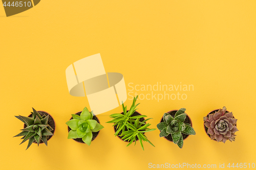 Image of Row of succulent plants on yellow background