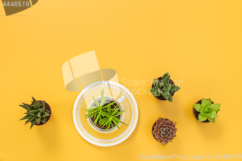 Image of Succulent plants on joyful yellow background