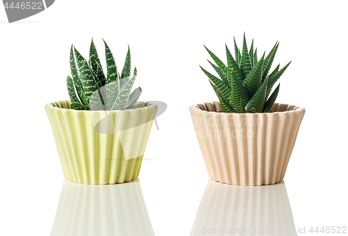 Image of Aloe succulent plants on white background