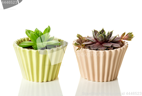 Image of Succulent plants in ceramic pots on white background