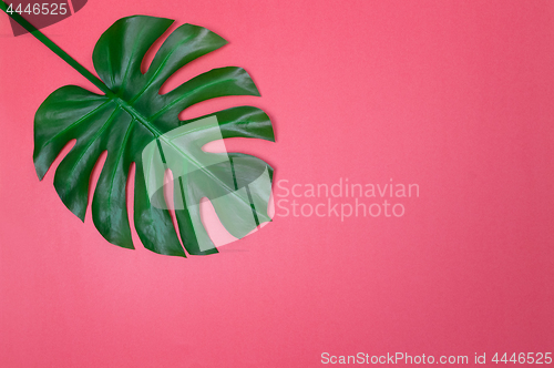 Image of Monstera palm leaf on vibrant pink background