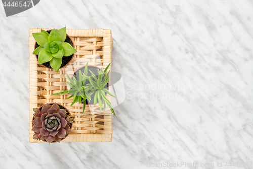 Image of Three little succulent plants on marble background