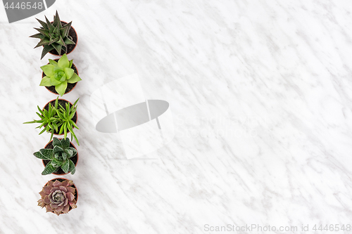 Image of Row of succulent plants on marble background