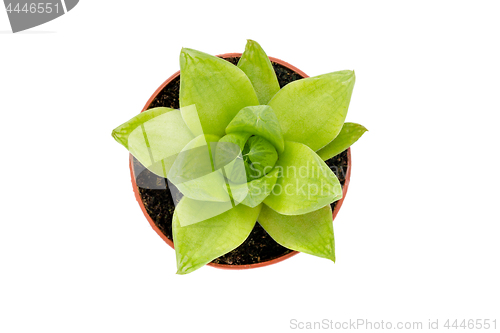 Image of Green succulent plant isolated on white