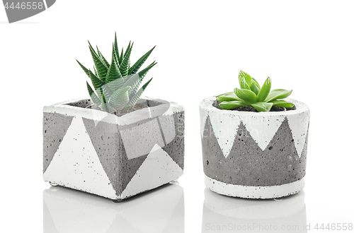 Image of Succulent plants in handmade concrete planters on white backgrou