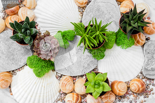 Image of Beautiful decor with succulent plants, moss and seashells