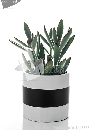 Image of Panda plant in a black and white ceramic pot