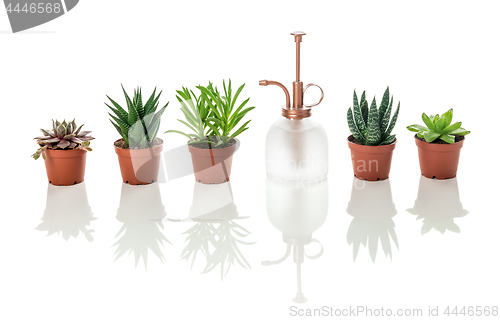 Image of Succulents and vintage style plant mister with reflections