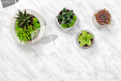 Image of Succulent plants in concrete pots on marble background