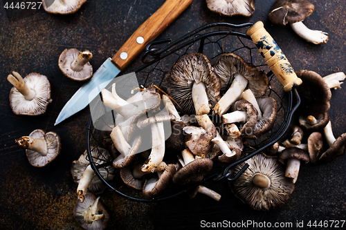Image of mushrooms