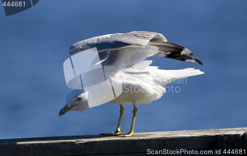 Image of Gull Stretching