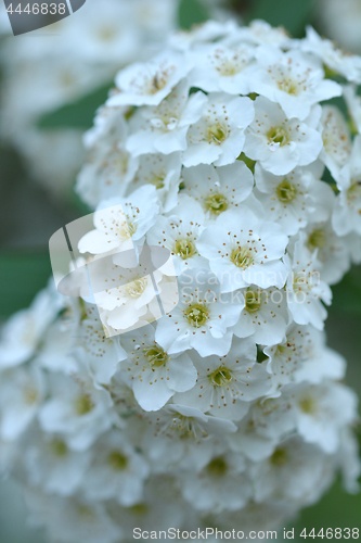 Image of Reeves Spirea