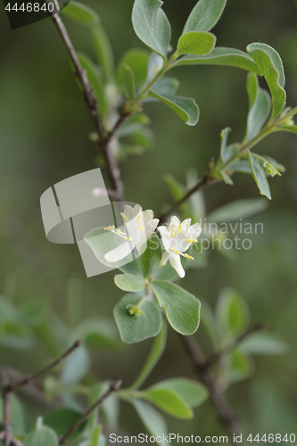 Image of Small-leaved honeysuckle