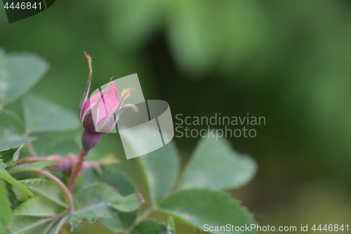 Image of Alpine rose