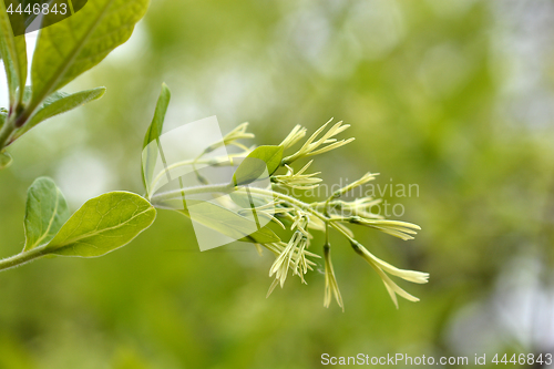 Image of Fringetree flowers