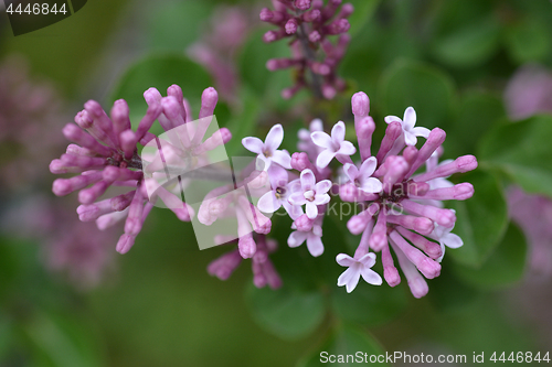 Image of Korean Lilac