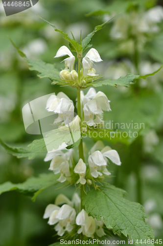 Image of White nettle