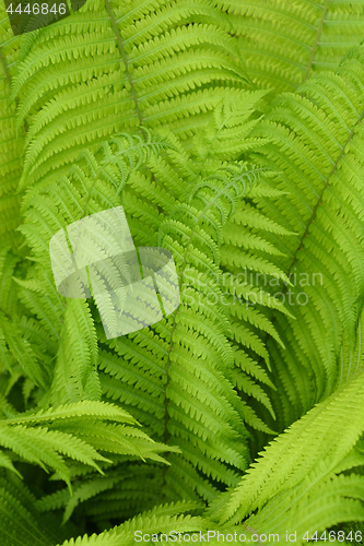 Image of Ostrich fern