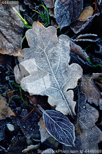 Image of Beautiful fallen leaves covered with frost