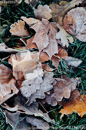 Image of Beautiful fallen leaves covered with frost