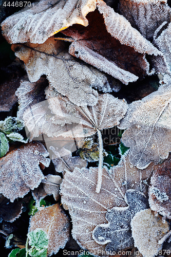 Image of Beautiful fallen leaves covered with frost