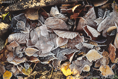 Image of Beautiful fallen leaves covered with frost