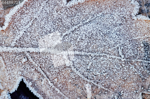 Image of Beautiful fallen leaves covered with frost