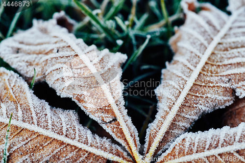 Image of Fallen chestnut tree leaves covered with frost lie on the frozen grass