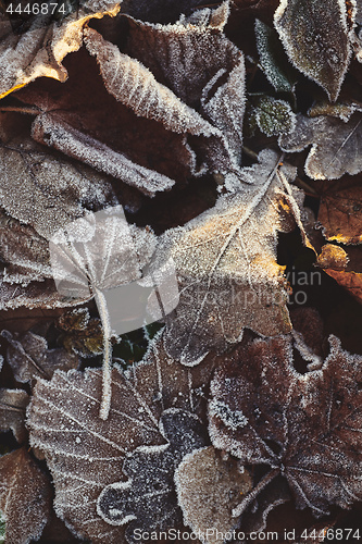 Image of Beautiful fallen leaves covered with frost