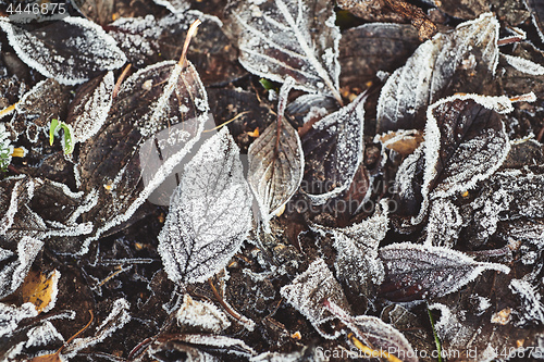 Image of Beautiful fallen leaves covered with frost