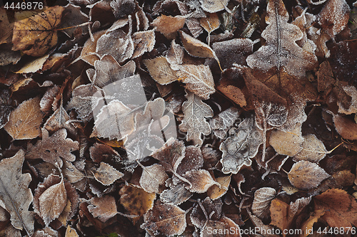 Image of Beautiful fallen leaves covered with frost
