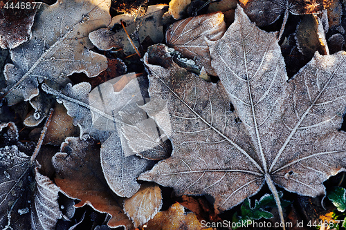 Image of Beautiful fallen leaves covered with frost