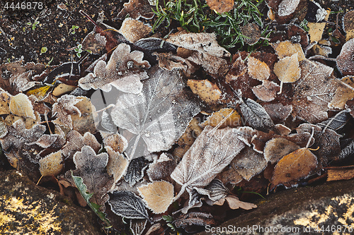 Image of Beautiful fallen leaves covered with frost