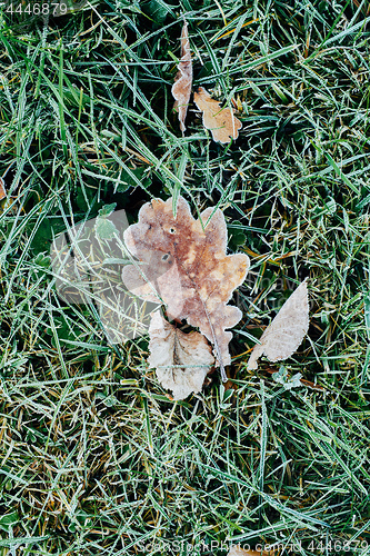 Image of Beautiful fallen leaves covered with frost