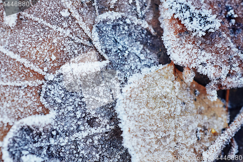 Image of Beautiful fallen leaves covered with frost