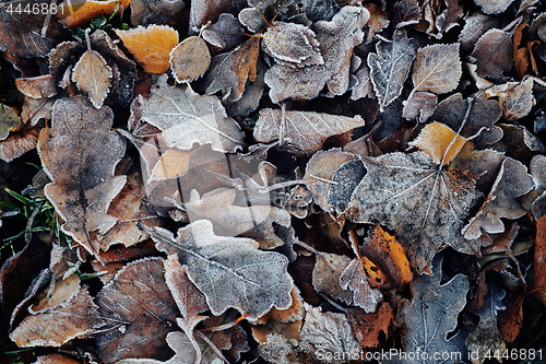 Image of Beautiful fallen leaves covered with frost