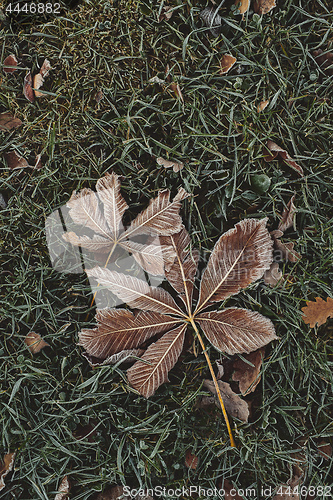 Image of Fallen chestnut tree leaves covered with frost lie on the frozen grass