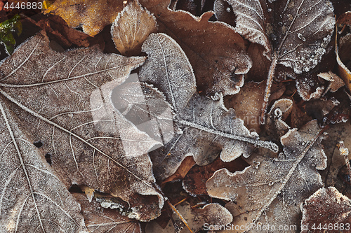 Image of Beautiful fallen leaves covered with frost