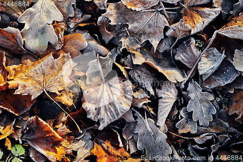 Image of Beautiful fallen leaves covered with frost