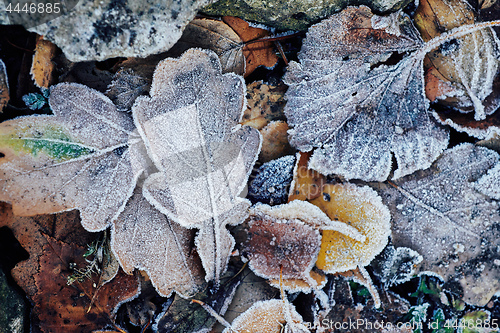 Image of Beautiful fallen leaves covered with frost