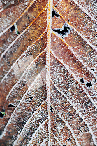 Image of Fallen leaves covered with frost